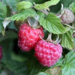 Sommer Hindbær 'Glen Ample'® Rubus Idaeus 'Glen Ample'® Barrods,- 8-10 Mm. Rodhals. -Osmome Butik p12853 50663 rubus idaeus glen ample b029