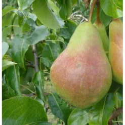 Pære 'Carola' Pyrus Communis 'Carola' 4-8 Grene, 120-160 Cm. 7,5 Liter Potte