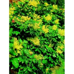 Mahonia Aquifolium 'Maqu' Mahonie 'Maqu' Med Klump,- 50-60 Cm.