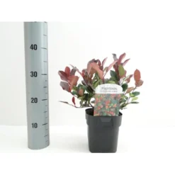 Glansmispel 'Little Red Robin' Photinia Fraseri 'Little Red Robin' Potte 2,0 Liter,- 20-25 Cm. -Osmome Butik p13157 38460 image 3b9f