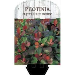 Glansmispel 'Little Red Robin' Photinia Fraseri 'Little Red Robin' Potte 2,0 Liter,- 20-25 Cm. -Osmome Butik p13157 38461 image ba58