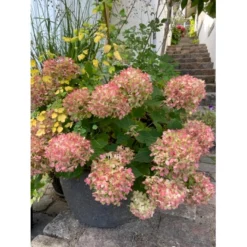 Kompakt Syrén-Hortensia 'Little Lime' Hydrangea Paniculata 'Little Lime' 3,5 Liter Potte -Osmome Butik p13378 41171 hydrangea paniculata little lime 033c