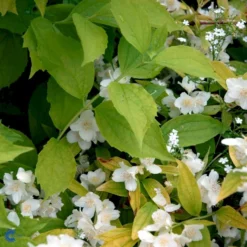 Uægte Jasmin 'Aureus' Philadelphus Caucasicus 'Aureus' 5 Liter Potte -Osmome Butik p1413 47477 philadelphus caucasicus aureus 59eb