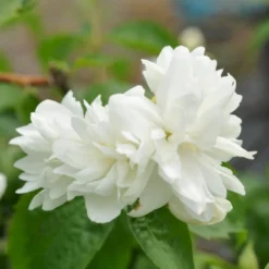 Uægte Jasmin 'Schneesturm' Philadelphus Virginalis 'Schneesturm' Med Klump,- 150-175 Cm.