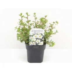Buskpotentil 'Abbotswood' Potentilla Fruticosa 'Abbotswood' Potte 2,0 Liter,- 25-30 Cm.