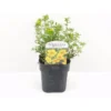 Buskpotentil 'Goldfinger' Potentilla Fruticosa 'Goldfinger' Potte 2,0 Liter,- 25-30 Cm.