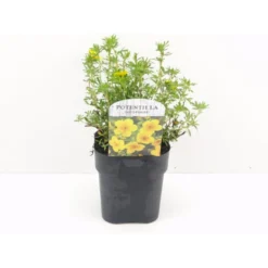 Buskpotentil 'Goldfinger' Potentilla Fruticosa 'Goldfinger' Potte 2,0 Liter,- 25-30 Cm.