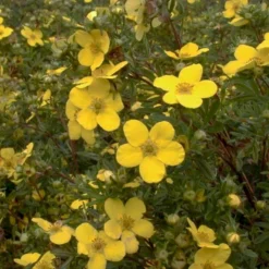 Buskpotentil 'Goldfinger' Potentilla Fruticosa 'Goldfinger' Potte 2,0 Liter,- 25-30 Cm. -Osmome Butik p1550 47482 potentilla fruticosa goldfinger 289a