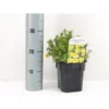 Buskpotentil 'Kobold' Potentilla Fruticosa 'Kobold' Potte 2,0 Liter,- 25-30 Cm.
