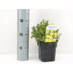 Buskpotentil 'Kobold' Potentilla Fruticosa 'Kobold' Potte 2,0 Liter,- 25-30 Cm.