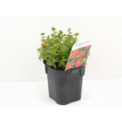 Buskpotentil 'Red Ace' Potentilla Fruticosa 'Red Ace' Potte 2,0 Liter,- 25-30 Cm.