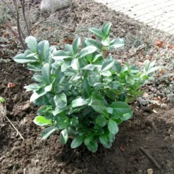 Kirsebærlaurbær 'Etna' Prunus Laurocerasus 'Etna' Opstammet 180 Cm. 12 Liter Potte -Osmome Butik p1609 47485 prunus laurocerasus etna 3545