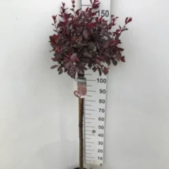 Dværgblodblomme Prunus X Cistena Opstammet 110 Cm. 7,5 Liter Potte