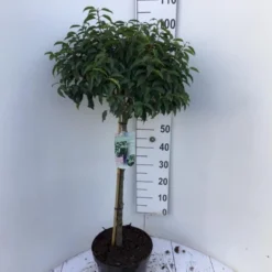 Portugisisk Laurbærkirsebær Prunus Lusitanica 'Angustifolia' Opstammet 60 Cm. 10 Liter Potte