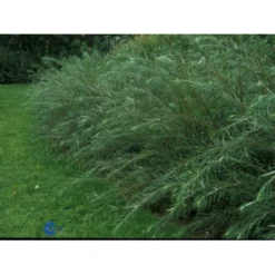 Rosmarinpil Salix Repens 'Rosmarinifolia' Potte 7,5 Liter 80-100 Cm. -Osmome Butik p1809 1437 salix repens rosmarinifolia e42c