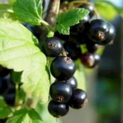 Solbær 'Titania' Ribes Nigrum 'Titania' 3,5 Liter Potte