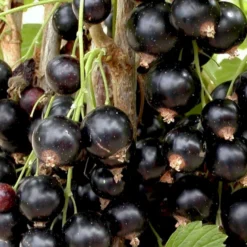 Solbær 'Titania' Ribes Nigrum 'Titania' 3,5 Liter Potte 9 Solbær 'Titania' Ribes Nigrum 'Titania' 3,5 Liter Potte -Osmome Butik p1928 48790 ribes nigrum titania a4db