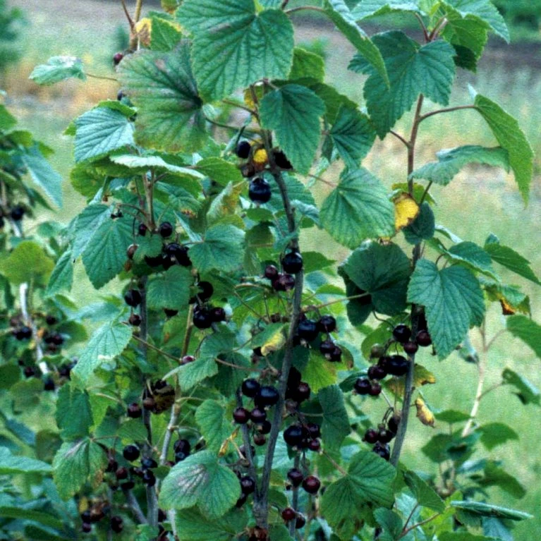 Solbær 'Titania' Ribes Nigrum 'Titania' 3,5 Liter Potte 4 Solbær 'Titania' Ribes Nigrum 'Titania' 3,5 Liter Potte - Billede 4
