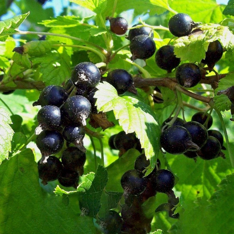 Solbær 'Titania' Ribes Nigrum 'Titania' 3,5 Liter Potte 5 Solbær 'Titania' Ribes Nigrum 'Titania' 3,5 Liter Potte - Billede 5