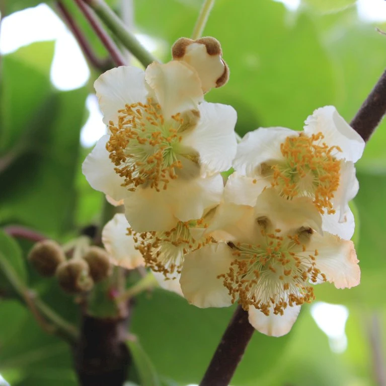 Stikkelsbærkiwi 'Weiki' (syn. Bayernkiwi) Actinidia Arguta 'Weiki' (syn. Bayernkiwi) (Hanplante) Potte 2,0 Liter,- Opbundet 1 Stikkelsbærkiwi 'Weiki' (syn. Bayernkiwi) Actinidia Arguta 'Weiki' (syn. Bayernkiwi) (Hanplante) Potte 2,0 Liter,- Opbundet