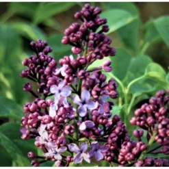 'Charles Joly' Syringa Vul. 'Charles Joly' (storblomstrende) Potte 12 Liter,- 80-100 Cm. -Osmome Butik p2103 39682 syringa vul charles joly storblomstrende 2f81