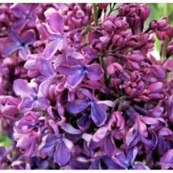 'Charles Joly' Syringa Vul. 'Charles Joly' (storblomstrende) Potte 12 Liter,- 80-100 Cm. -Osmome Butik p2103 39683 syringa vul charles joly storblomstrende abdf
