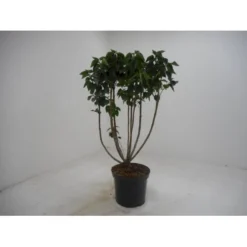 'Mme Lemoine' Syringa Vul, 'Mme. Lemoine' (storblomstrende) Potte 12 Liter,- 80-100 Cm.