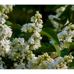 'Primrose' Syringa Vul. 'Primrose' (storblomstrende) Med Klump,- 125-150 Cm.