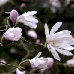 Stjernemagnolia 'Rosea' Magnolia Stellata 'Rosea' Opstammet 130 Cm, 12 Liter Potte