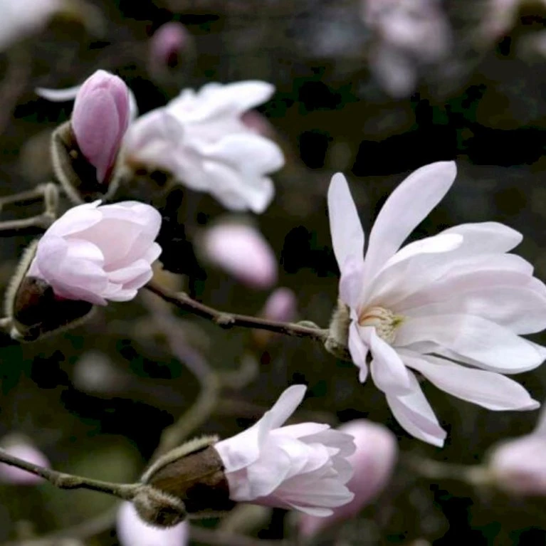 Stjernemagnolia 'Rosea' Magnolia Stellata 'Rosea' Opstammet 130 Cm, 12 Liter Potte 1 Stjernemagnolia 'Rosea' Magnolia Stellata 'Rosea' Opstammet 130 Cm, 12 Liter Potte