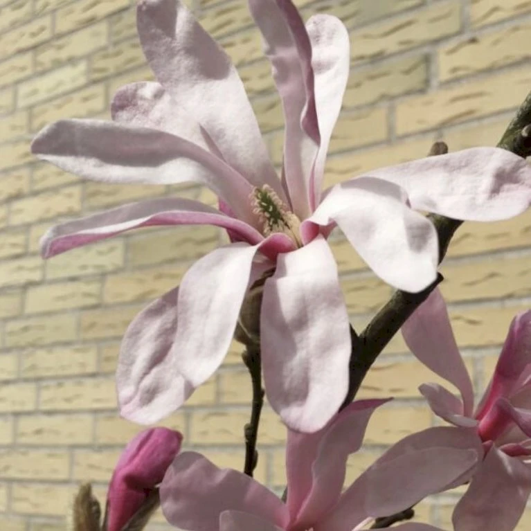 Stjernemagnolia 'Rosea' Magnolia Stellata 'Rosea' Opstammet 130 Cm, 12 Liter Potte 2 Stjernemagnolia 'Rosea' Magnolia Stellata 'Rosea' Opstammet 130 Cm, 12 Liter Potte - Billede 2