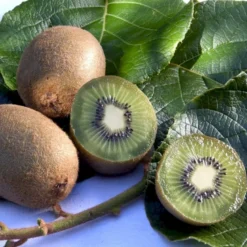 Kiwi 'Jenny' Actinidia Chinensis 'Jenny' (Selvbestøvende) Potte 2,0 Liter,- Opbundet