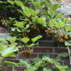 Kiwi 'Jenny' Actinidia Chinensis 'Jenny' (Selvbestøvende) Potte 2,0 Liter,- Opbundet -Osmome Butik p21775 50527 actinidia chinensis jenny selvbestoevende 1920