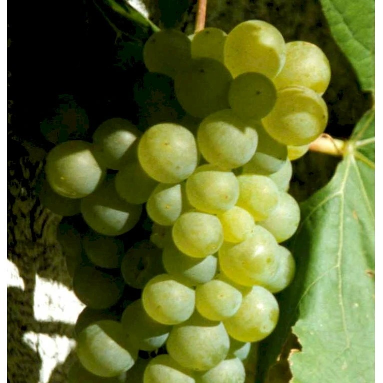 Vin 'Reform' Vitis Vinifera 'Reform' Potte 2,0 Liter,- Opbundet 60-100 Cm 1 Vin 'Reform' Vitis Vinifera 'Reform' Potte 2,0 Liter,- Opbundet 60-100 Cm