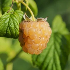 Efterårs Hindbær 'Golden Everest' Rubus Idaeus 'Golden Everest' Potte 2,0 Liter,- Opbundet -Osmome Butik p21882 50665 rubus idaeus golden everest cc61