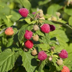 Sommer Hindbær 'Preussen II' Rubus Idaeus 'Preussen II' Potte 3,0 Liter,- Opbundet -Osmome Butik p21895 50671 rubus idaeus preussen ii 3d16