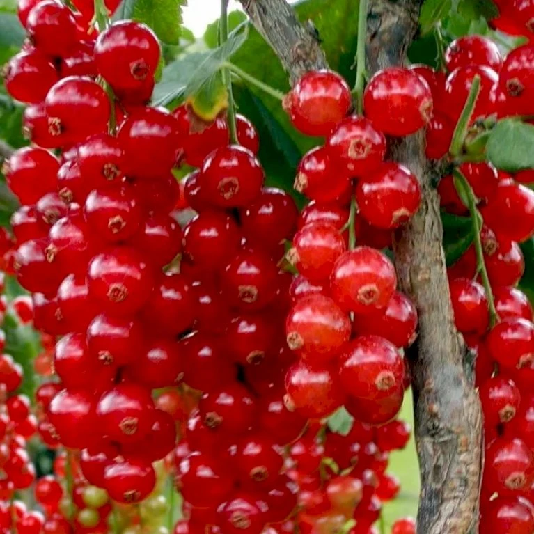 Ribs 'Rolan' Ribes Rubrum 'Rolan' 3,5 Liter Potte 1 Ribs 'Rolan' Ribes Rubrum 'Rolan' 3,5 Liter Potte