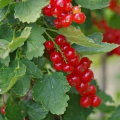 Ribs 'Rolan' Ribes Rubrum 'Rolan' 3,5 Liter Potte 6 Ribs 'Rolan' Ribes Rubrum 'Rolan' 3,5 Liter Potte -Osmome Butik p22168 50632 ribes rubrum rolan 5b2f