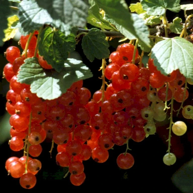 Ribs 'Rosetta' Ribes Rubrum 'Rosetta' 5 Liter Potte 1 Ribs 'Rosetta' Ribes Rubrum 'Rosetta' 5 Liter Potte