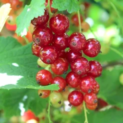 Ribs 'Rosetta' Ribes Rubrum 'Rosetta' 5 Liter Potte 5 Ribs 'Rosetta' Ribes Rubrum 'Rosetta' 5 Liter Potte -Osmome Butik p22170 50633 ribes rubrum rosetta 79b1