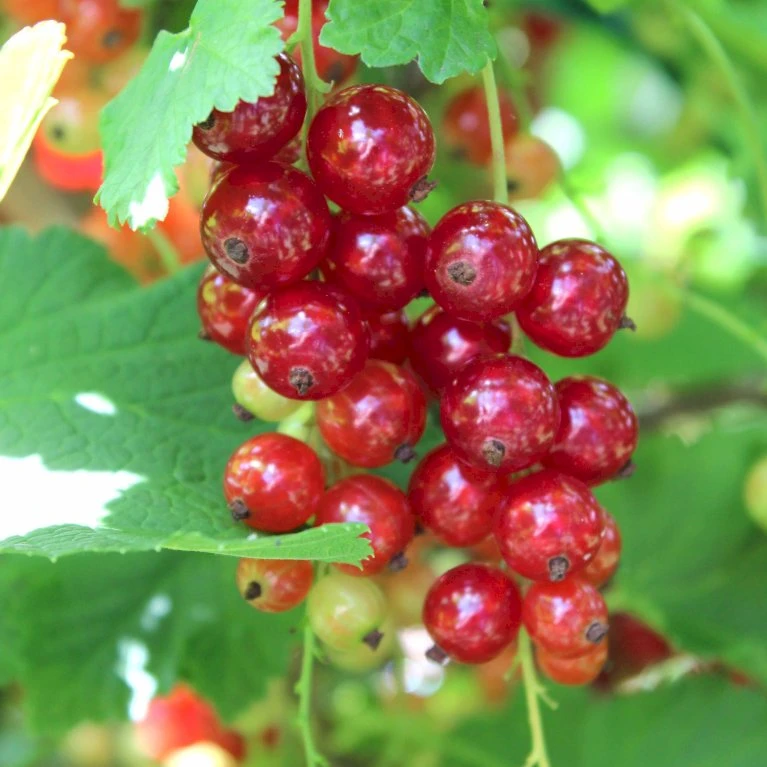 Ribs 'Rosetta' Ribes Rubrum 'Rosetta' 5 Liter Potte 3 Ribs 'Rosetta' Ribes Rubrum 'Rosetta' 5 Liter Potte - Billede 3