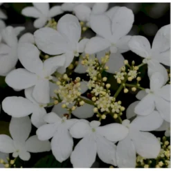 Japansk Etage-Snebolle 'Mariesii' Viburnum Plicatum 'Mariesii' Med Klump,- 100-120 Cm. -Osmome Butik p2222 37488 viburnum plicatum mariesii 247b