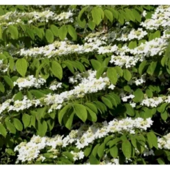 Japansk Etage-Snebolle 'Mariesii' Viburnum Plicatum 'Mariesii' Med Klump,- 100-120 Cm. -Osmome Butik p2222 37489 viburnum plicatum mariesii 6b8e