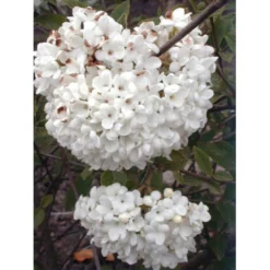 Duft-snebolle (vintergrøn) Viburnum X Burkwoodii Solitær Busk 150-175 Cm. Høj,- 100-150 Cm. Bred., Med Trådklump