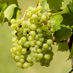 Vin 'Himrod' Vitis Vinifera 'Himrod' Potte 3,0 Liter,- Opbundet 80-100 Cm. -Osmome Butik p2230 50690 vitis vinifera himrod d05c