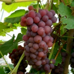 Vin 'Vanessa' Vitis Vinifera 'Vanessa' Potte 3,0 Liter,- Opbundet 80-100 Cm.