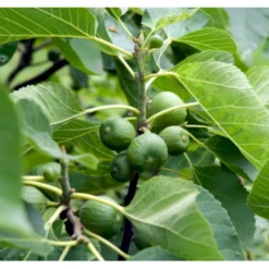 Bornholmsk Figen Ficus Carica 'Bornholm' 5 Liter Potte