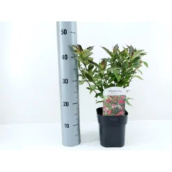 Klokkebusk 'Minuet' Weigela Hybrid 'Minuet' Potte 2,0 Liter,- 30-40 Cm.