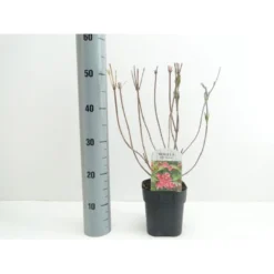 Klokkebusk 'Red Prince' Weigela Hybrid 'Red Prince' Potte 2,0 Liter,- 40-60 Cm.