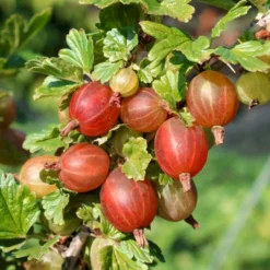 Stikkelsbær 'Captivator' Ribes Uva-crispa 'Captivator' 5 Liter Potte -Osmome Butik p22695 50638 ribes uva crispa captivator cd8f
